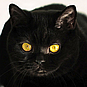 katjara_meow