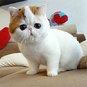 Игорь Королёв