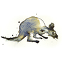deadKangaroo
