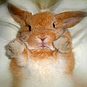Bunny_go